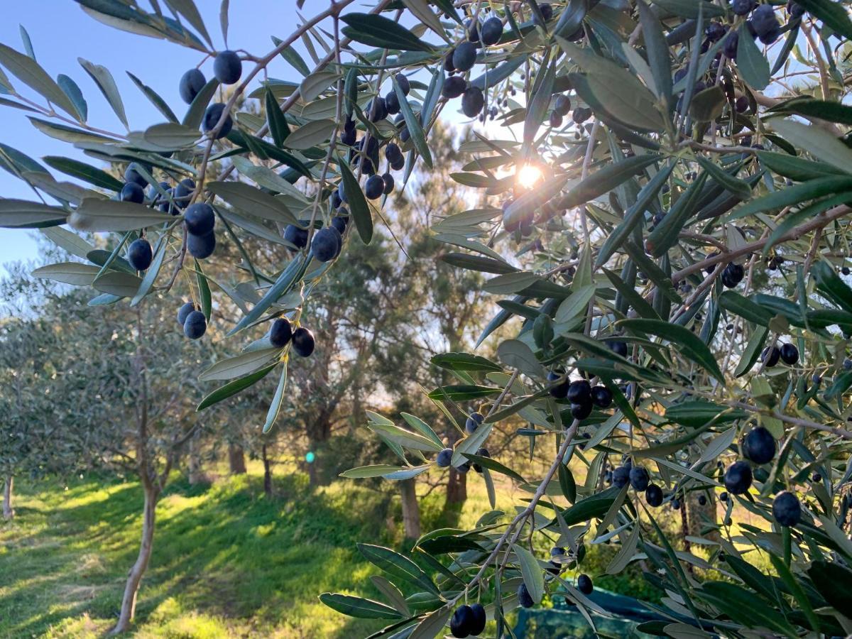 לינה וארוחת בוקר Sellicks Hill The Old Chaff Mill Organic Vineyard Retreat מראה חיצוני תמונה